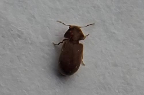 Setgobium paniceum,